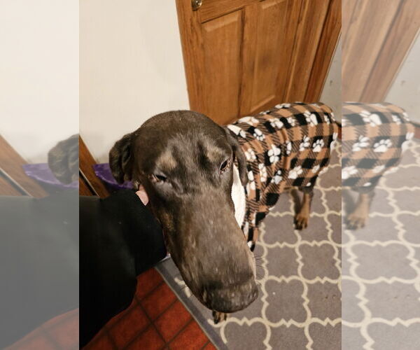 Medium Photo #10 Doberman Pinscher Puppy For Sale in Minneaoplis, MN, USA