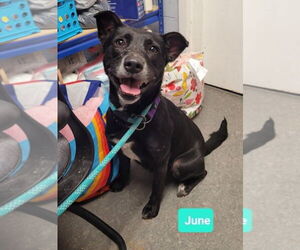 American Pit Bull Terrier-Labrador Retriever Mix Dogs for adoption in Richmond, IN, USA