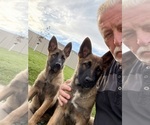 2 males 1 fena - Male German Malinois Puppy for Sale - Photo #4