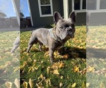 Small Photo #1 French Bulldog Puppy For Sale in POWELL, WY, USA