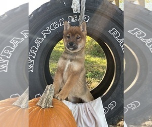 Shiba Inu Puppy for sale in HILLSBORO, WI, USA