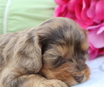 Small #3 Cavapoo