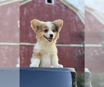 Puppy Puppy 8 American Corgi