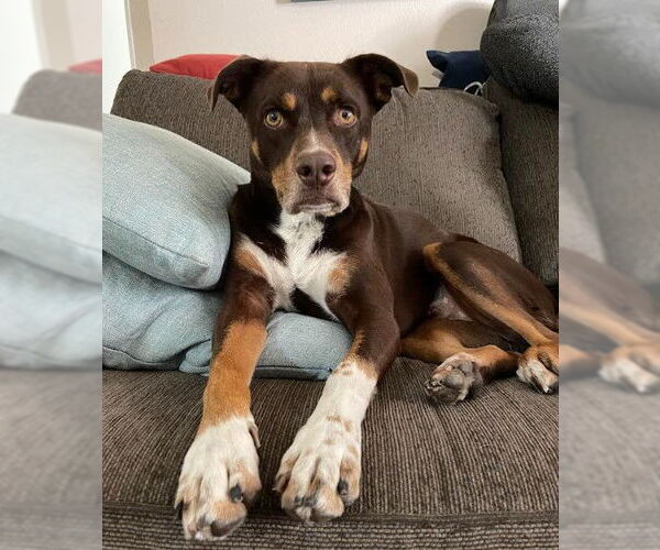 Medium Photo #1 Beagle-Unknown Mix Puppy For Sale in San Diego, CA, USA