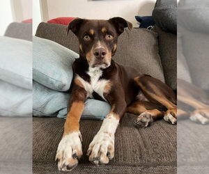 Beagle-Unknown Mix Dogs for adoption in San Diego, CA, USA