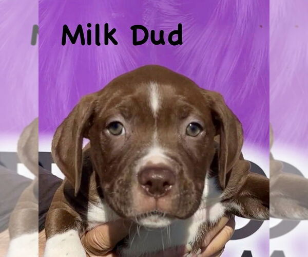 Medium Photo #2 Boxer-Unknown Mix Puppy For Sale in Mooresville, NC, USA