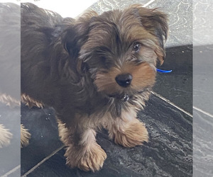 Yorkshire Terrier Puppy for sale in ORO VALLEY, AZ, USA