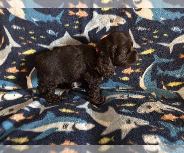 Medium Photo #45 Cocker Spaniel Puppy For Sale in COLBERT, GA, USA