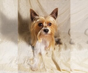 Father of the Yorkshire Terrier puppies born on 09/16/2025