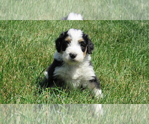 Bernedoodle Puppy for sale in BIG ROCK, IL, USA