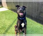 Small German Shepherd Dog Mix