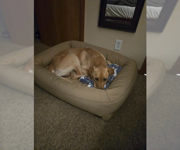 Medium Photo #3 Labrador Retriever Puppy For Sale in Minneapolis, MN, USA