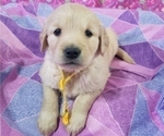 Small Photo #13 Golden Retriever Puppy For Sale in SACRAMENTO, CA, USA