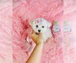 Small Maltese