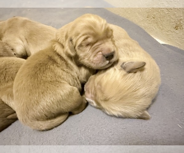Medium Photo #2 Golden Retriever Puppy For Sale in PORTALES, NM, USA