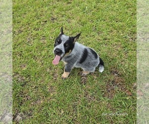 Medium Australian Cattle Dog