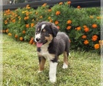 Small #5 Border Collie-Bordoodle Mix