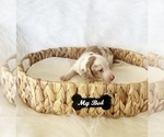 Small #5 Dachshund