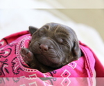 Puppy Mellow Labrador Retriever
