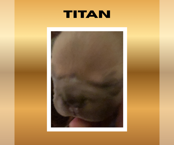 Medium Photo #1 French Bulldog Puppy For Sale in Luton, Bedfordshire (England), United Kingdom