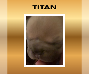 Medium French Bulldog