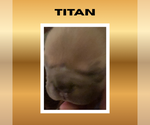 Puppy Platinum Titan French Bulldog