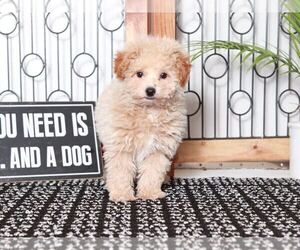 Poochon Puppy for sale in NAPLES, FL, USA