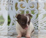Small Photo #19 Chihuahua Puppy For Sale in HAYES, VA, USA