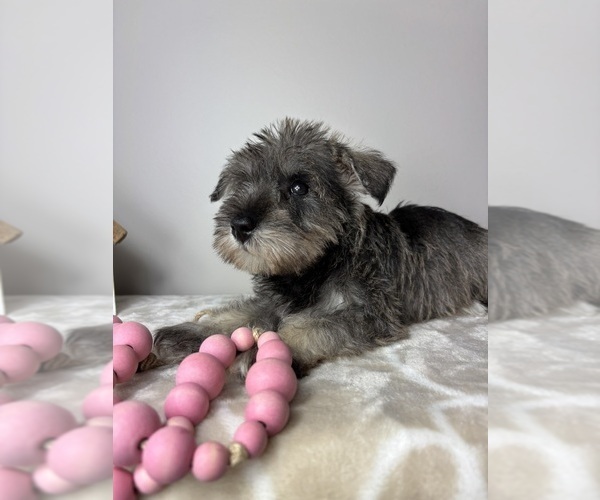 Medium Photo #7 Schnauzer (Miniature) Puppy For Sale in INDIANAPOLIS, IN, USA