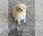 Image preview for Ad Listing. Nickname: Draco