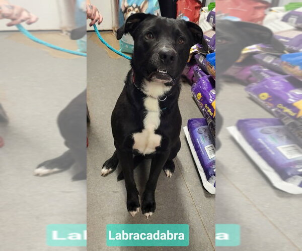 Medium Photo #2 Labrador Retriever-Unknown Mix Puppy For Sale in Richmond, IN, USA