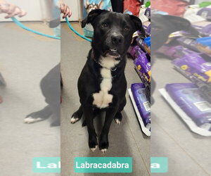 Labracadabra - Male Labrador Retriever-Unknown Mix Dog for Adoption - Photo #2