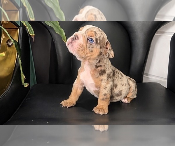 Medium Photo #1 English Bulldog Puppy For Sale in PORT RICHEY, FL, USA