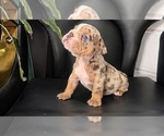Puppy 1 English Bulldog