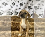 Small #4 Labrador Retriever Mix