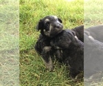 Small Photo #4 Schnauzer (Miniature) Puppy For Sale in MIDDLEFIELD, OH, USA