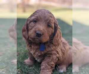 Golden Retriever-Goldendoodle Mix Puppy for sale in MILLERSBURG, OH, USA