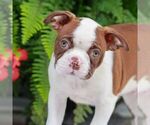 Small #1 Boston Terrier