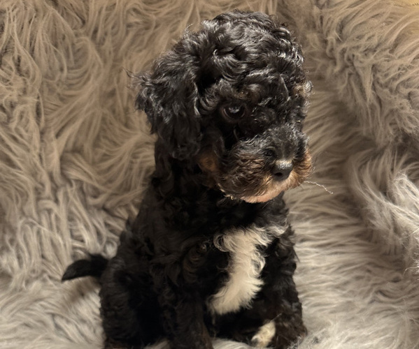 Medium Photo #3 Poodle (Miniature) Puppy For Sale in STRAWBERRY, AR, USA