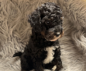 Medium Poodle (Miniature)