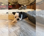 Small #4 Boston Terrier