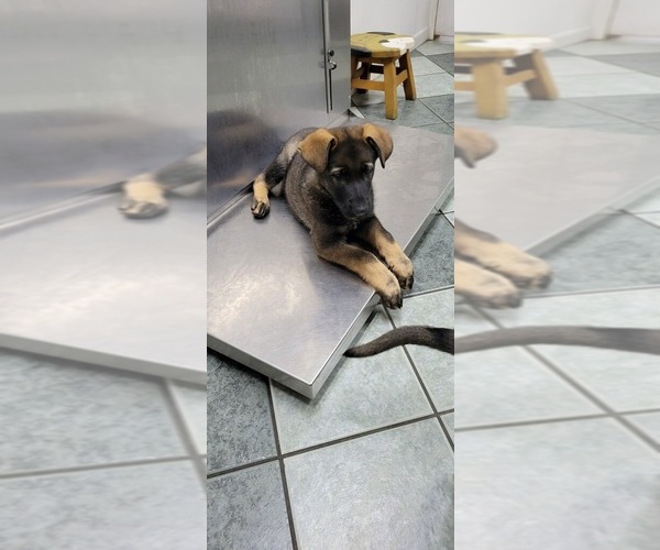 Medium Photo #5 German Shepherd Dog Puppy For Sale in VAN BUREN, AR, USA