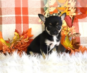 Chihuahua Puppy for sale in CLEVELAND, GA, USA