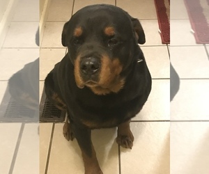 Father of the Rottweiler puppies born on 12/20/2020