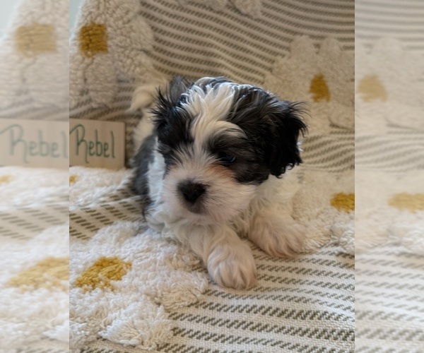 Medium Photo #10 Poodle (Miniature)-Zuchon Mix Puppy For Sale in HTFD, CT, USA