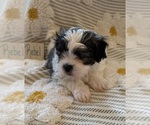 Small #1 Poodle (Miniature)-Zuchon Mix
