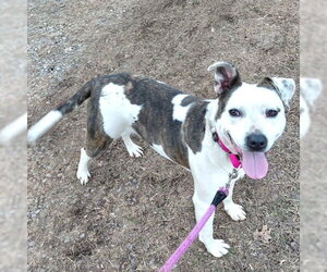 Lucy - Female Mutt Dog for Adoption - Photo #3