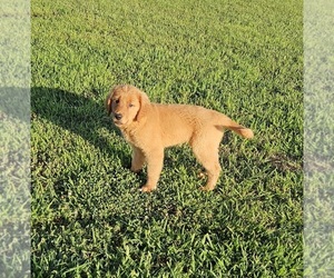 Golden Retriever Puppy for Sale in MORRILL, Kansas USA