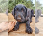 Small #1 Wirehaired lab