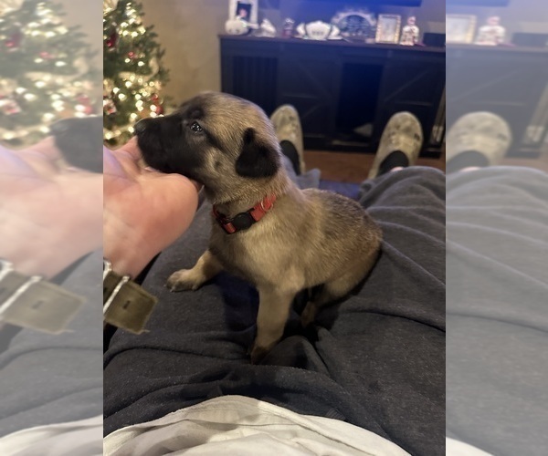 Medium Photo #8 Belgian Malinois Puppy For Sale in ATHENS, AL, USA